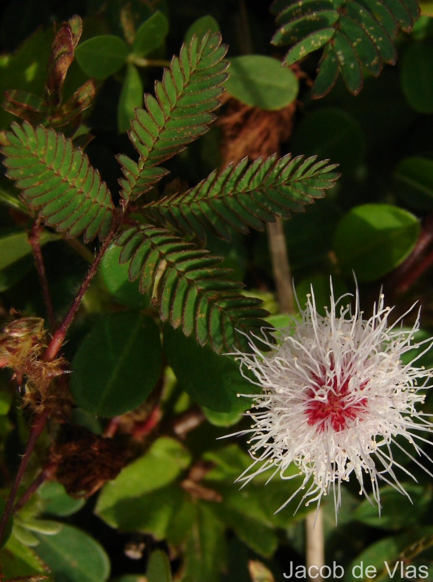 Mimosa pudica L.
